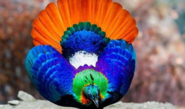 九色PORNY丨国产精品,国产精品的视觉盛宴